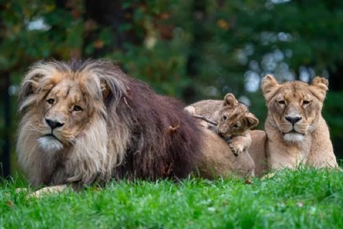 Zoo Brno během prázdnin přilákala necelých 108 tisíc návštěvníků. Srpen brzdila tropická vedra