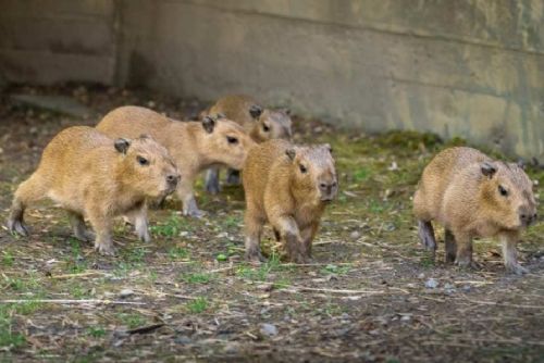 Zoo Praha hlásí rekord: sedm mláďat kapybar v jednom vrhu v Troji
