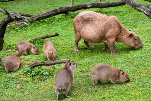Historický úspěch - Zlínská zoo uvítala šest mláďat kapybar