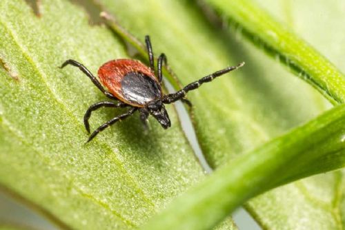 Borelióza v Jihočeském kraji výrazně roste, hygienici hlásí dvojnásobek případů