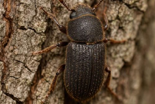 Brdy se zotavují: kůrovec ustupuje a lesy se mění