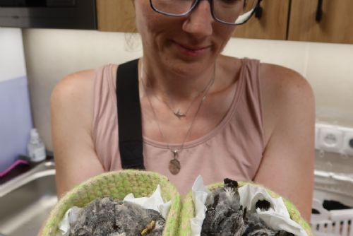 Jiřičky mu vadily, tak shodil hnízdo i s mláďaty. Případ z Nýřan může skončit pokutou