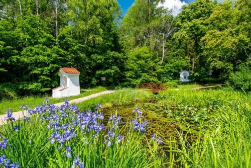 Lesy v Brdech ožily barvami. Nastalo krátké a kouzelné období jarních květů
