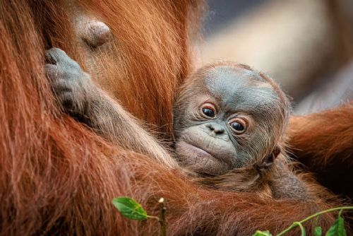 Orangutáně v Zoo Praha - veřejnost vybírá jméno