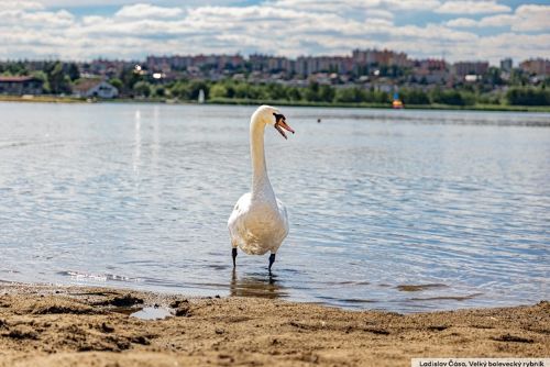 Plzeňská Jednička hledá nejlepší fotku. Vítězný snímek ozdobí titulní stranu zpravodaje