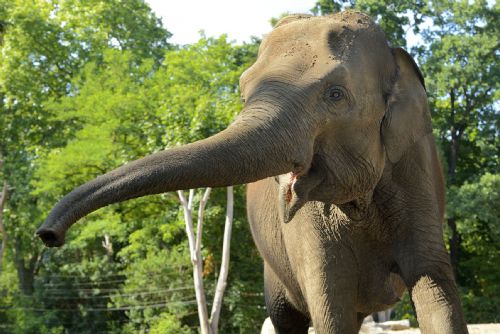 Plzeňská zoo chystá jubilejní sezonu. Největší vizí zůstává pavilon pro slony indické