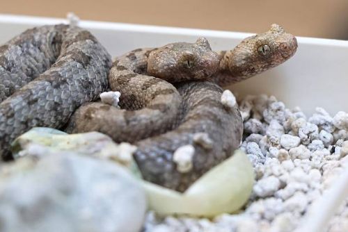 Plzeňská zoo slaví světový úspěch s odchovem zmije pavoučí