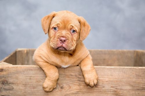 Plzeňský kraj upravil podmínky pro nořní veterinární pohotovost