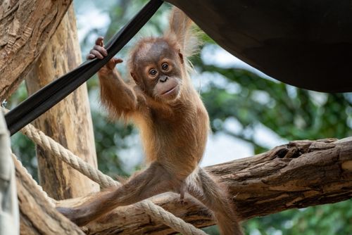 Po utopení orangutana Zoo mění expozici