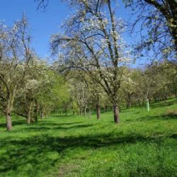 Praha 9 proměňuje Klíčovské sady v zelený pás