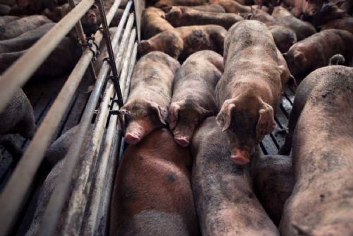 Prasata v Jihomoravském kraji lámou rekordy: 125 tisíc kusů