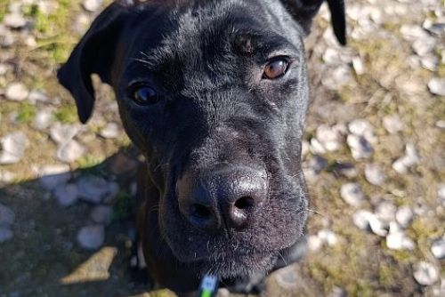 Růženka v tachovském útulku U Šmudliny prosí o pomoc