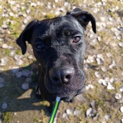 Růženka v tachovském útulku U Šmudliny prosí o pomoc