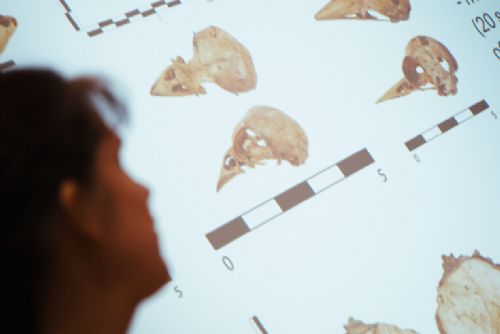 Setkání mladých archeologů a antropologů z Česka a Polska v Plzni