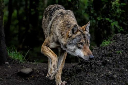 Srní na Šumavě: Návštěvnické centrum zůstává zavřené kvůli odchytu vlků