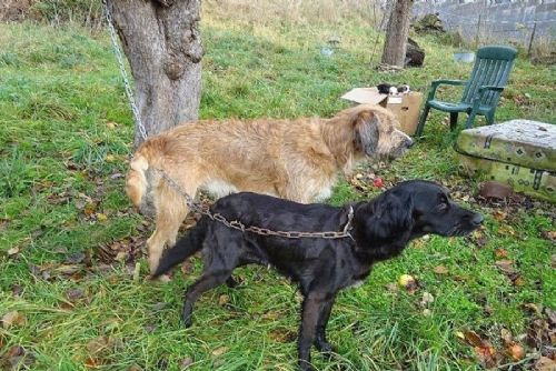 Strašlivý objev na Plzeňsku - psi týráni v ruinách chaty