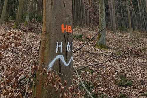 V plzeňských lesích zůstává 150 stromů „pro život“. Pomáhají ptákům, hmyzu i obnově lesa