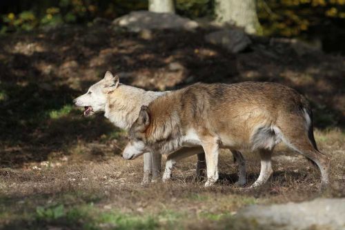 Vlčí útoky na vzestupu: Pytláctví jako spouštěč?