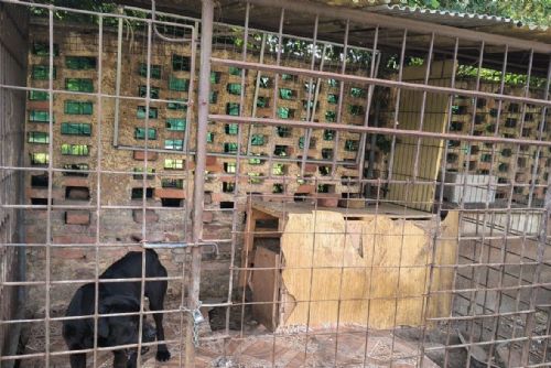 Vyhublí psi, špinavé kotce a zanedbané husy. V Nýřanech zasahovali veterináři s policií
