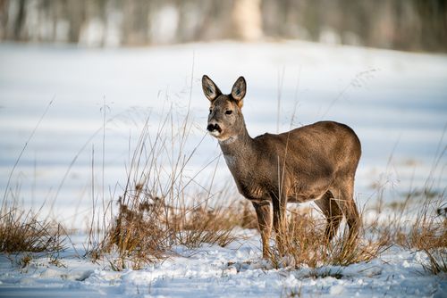 Jak můžete v zimním období pomoci zvířatům a neuškodit