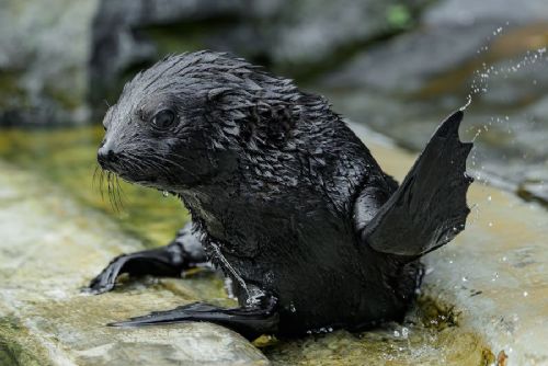 Zoo Praha po sedmi letech přivítala lachtaní mládě. Jabulani se poprvé ukázal návštěvníkům