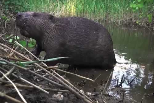 Bobr z Rokycan je světová hvězda, obnovil mokřad a státu ušetřil 30 milionů (video)