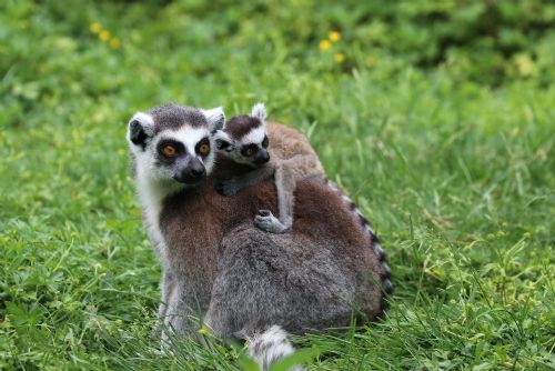 Dvojčata lemura - nové přírůstky v plzeňské zoo