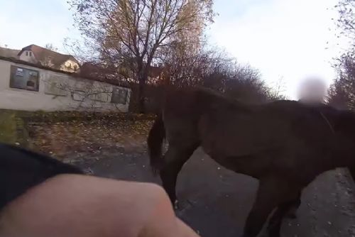 Klisna na útěku se honila s Městskou policií