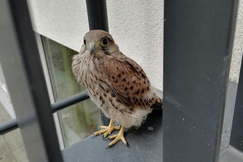 Na radnici Prahy 4 hnízdí poštolky a vyvedly mladé. Mláďata už zkoušejí první lety