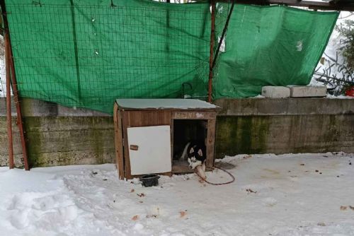 Nový zákaz uvazování psů zachránil zuboženého huskyho z Přimdy