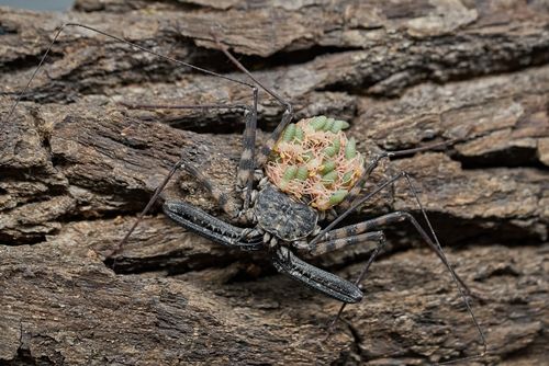 Olomoucká zoo láká na novinky, leguáni, želvi i děsivý pavoukovec