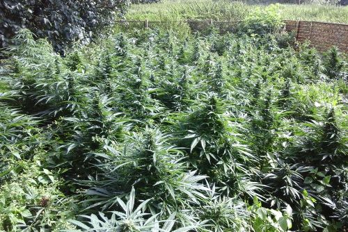 Pěstitel vypěstoval marihuanu za 2,3 milionu. Díky novele zákona vyvázl s podmínkou