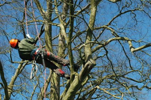 Plzeň v následujících 2 měsících pokácí suché stromy, obnoví zeleň