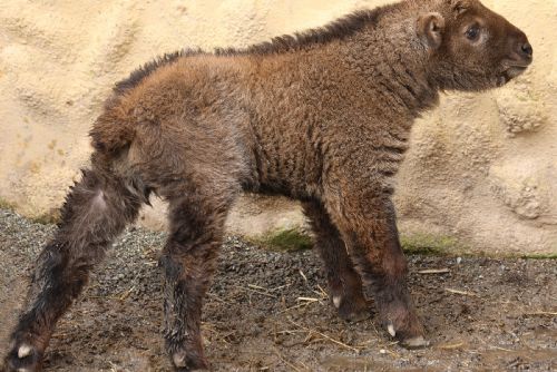 Plzeňská zoo slaví přírůstek. Mládě takina čínského dostalo jméno Bumi
