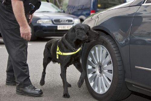Policejní psi v kraji mají za sebou 142 úspěšných nálezů drog