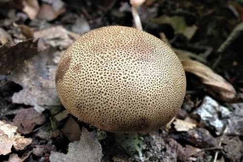 Pozor na nebezpečnou houbu Pestřec, na Klatovsku se otrávil třináctiletý chlapec