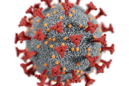 SARS-CoV-2 může pronikat do mozku: Brněnští vědci odhalili cestu viru