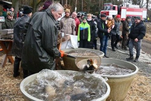 Stromky a kapři opět u Košináře od 6. prosince
