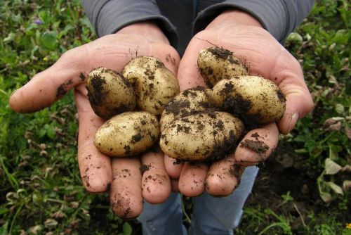 Sucho pomáhá: Košetice sází brambory přes 200 hektarů