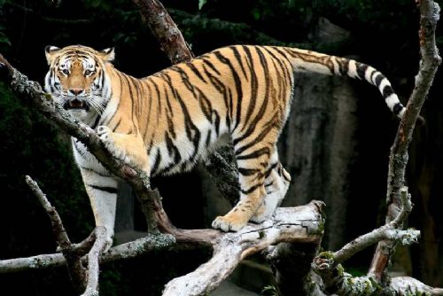 Tygr ze Vsetína našel domov v liberecké zoo: Varování před nelegálním chovem