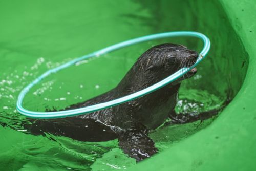 V Zoo Praha se poprvé představil nový lachtaní sameček. Pravnuk Gastona má 14 kilogramů