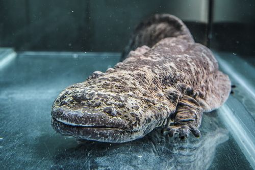 Vzácný Velemlok nalezen u plzeňské zoo - případ řeší policie