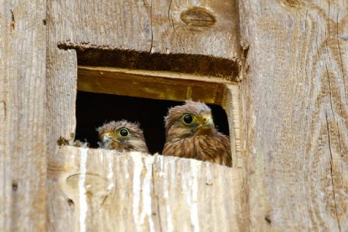 Záchranná stanice Rokycany loni pomohla 553 zvířátkům