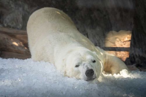 Zoologické zahrady v ČR se adaptují na horké léto
