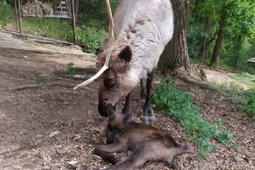 Brněnská zoo hlásí nové přírůstky: tři sobi a dva jeřábi