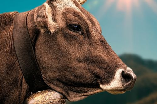 České dráhy nedostanou náhradu za srážku s krávou na Klatovsku