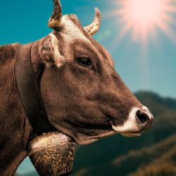 České dráhy nedostanou náhradu za srážku s krávou na Klatovsku