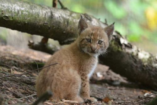 Děčínská zoo slaví: po pěti letech mládě rysa díky inovativní antikoncepci