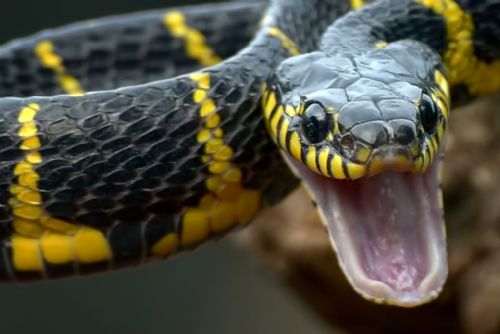 Had jako zbraň? Chovatel dostal za výtržnictví tři roky