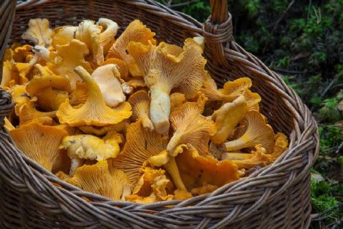 Houbařské žně v Olomouckém kraji: Pozor na jedovaté druhy
